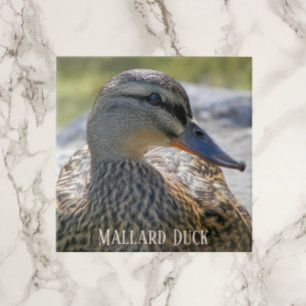 Mallard Duck Hen Foto Keramik Tile Fliese