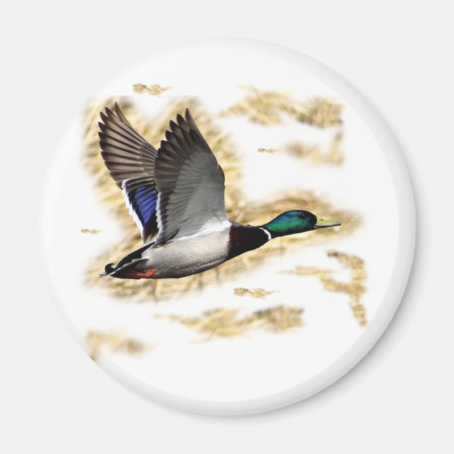 Mallard Duck Hunting Magnet (Vorne)