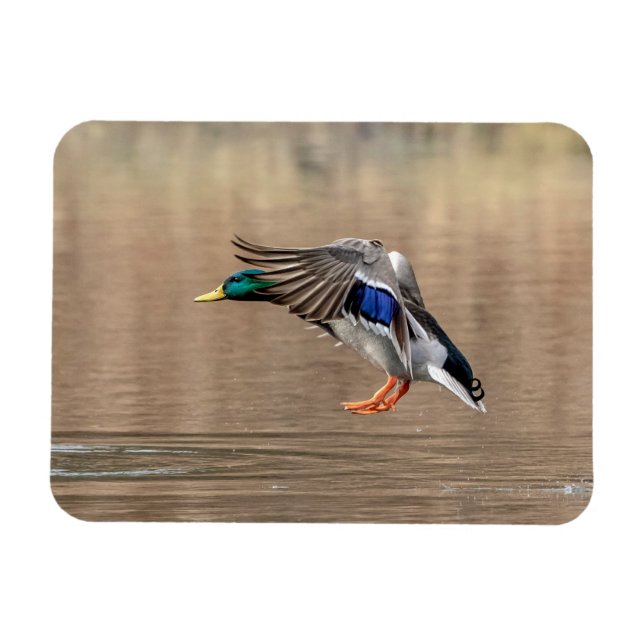Mallard Duck im Flug Magnet (Horizontal)