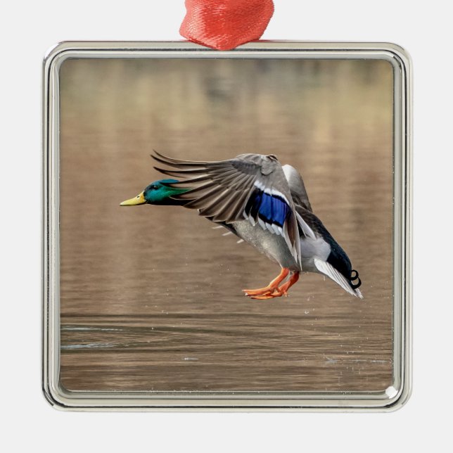 Mallard Duck im Flug Ornament Aus Metall (Vorne)