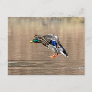 Mallard Duck im Flug Postkarte