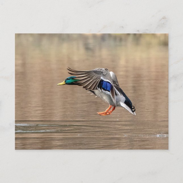 Mallard Duck im Flug Postkarte (Vorderseite)