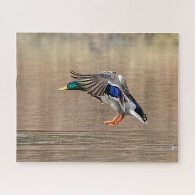 Mallard Duck im Flug Puzzle (Horizontal)