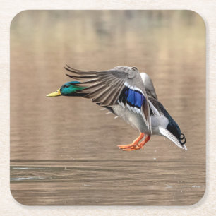 Mallard Duck im Flug Rechteckiger Pappuntersetzer
