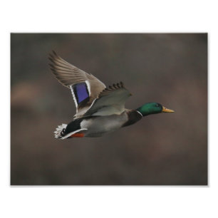 Mallard Duck in Flight - 1 Fotodruck