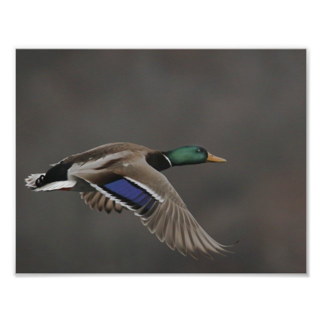 Mallard Duck in Flight - 2 Fotodruck (Vorne)