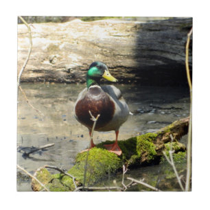 Mallard Duck in Holz dekorative Tile Fliese