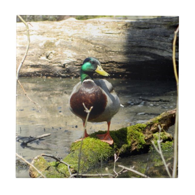 Mallard Duck in Holz dekorative Tile Fliese (Vorderseite)