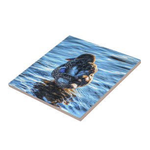 Mallard Duck in Winter River - Wildlife Foto Fliese