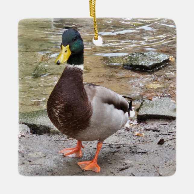 Mallard Duck Keramikornament (Vorderseite)