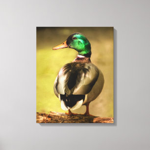 Mallard Duck Leinwanddruck