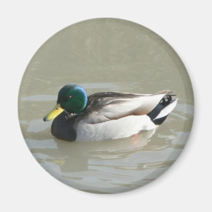 ‚Mallard Duck‘ Magnet