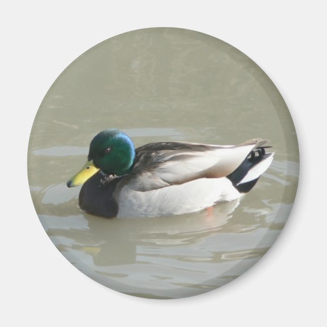 ‚Mallard Duck‘ Magnet (Vorne)
