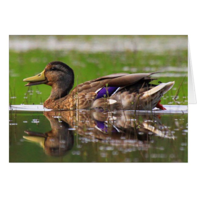 Mallard Duck Nature Geburtstagskarte (Vorderseite (Horizontal))