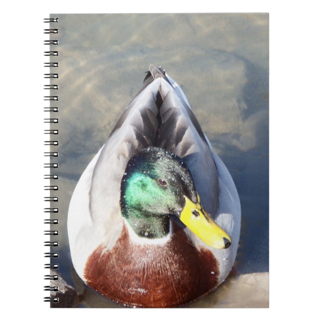 Mallard Duck Notizblock (Vorderseite)