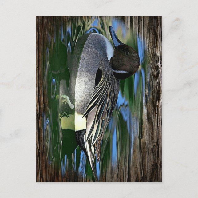 Mallard Duck on Lake Postkarte (Vorderseite)