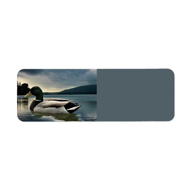 Mallard Duck on The Lake (Vorne)