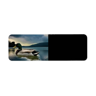 Mallard Duck on The Lake