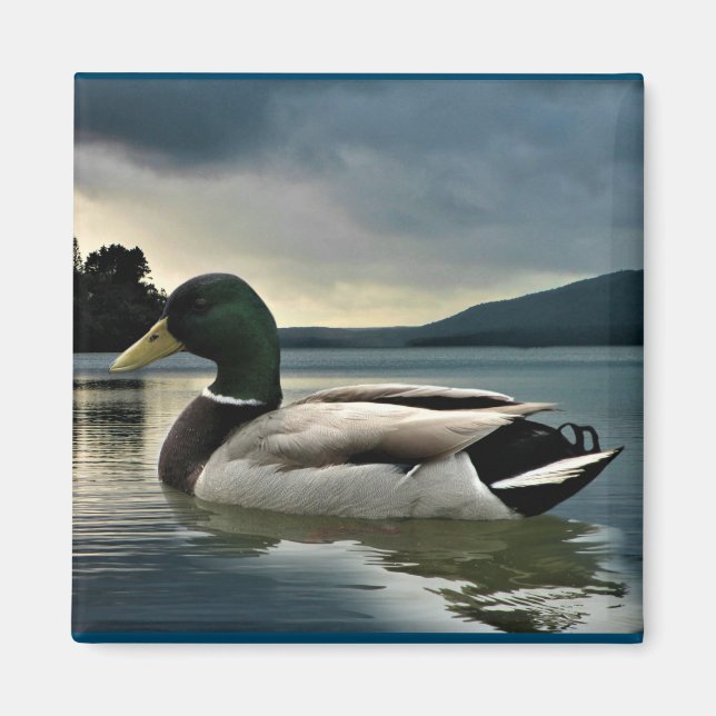 Mallard Duck on The Lake Magnet (Vorne)