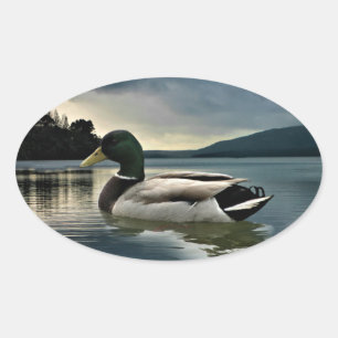 Mallard Duck on The Lake Ovaler Aufkleber