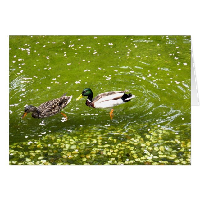 Mallard Duck Pair Card (Vorderseite (Horizontal))