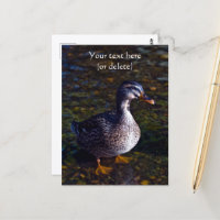 Mallard Duck Postcard