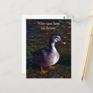 Mallard Duck Postcard Postkarte