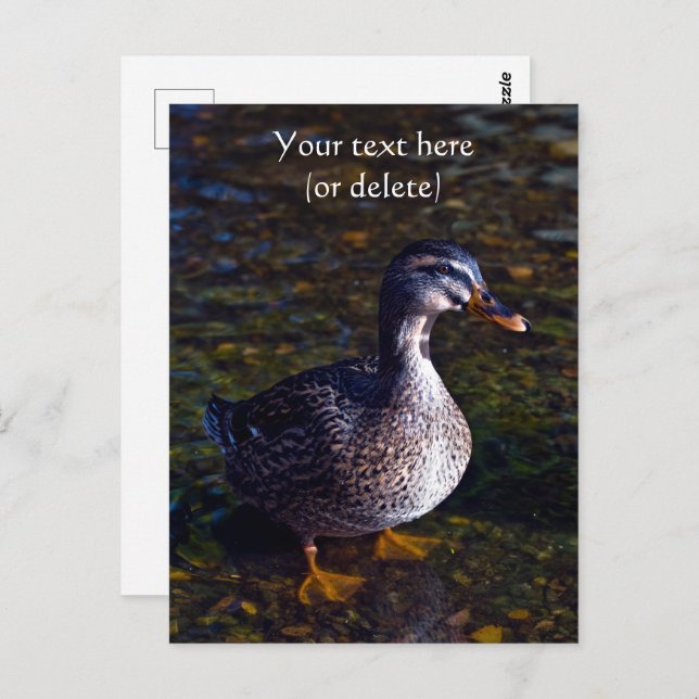 Mallard Duck Postcard Postkarte (Vorne/Hinten)