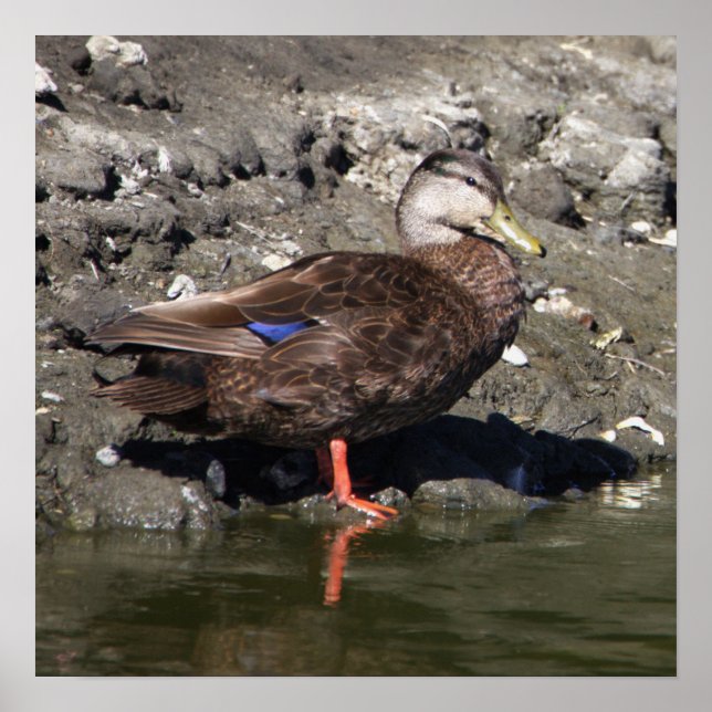 Mallard Duck Poster (Vorne)
