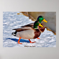 Mallard Duck
