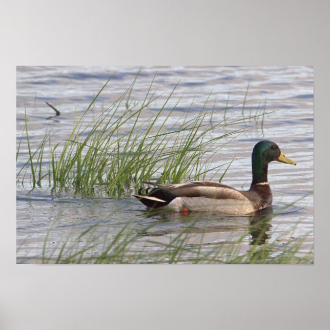Mallard Duck Poster (Vorne)