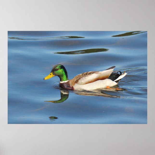 Mallard Duck Poster (Vorne)