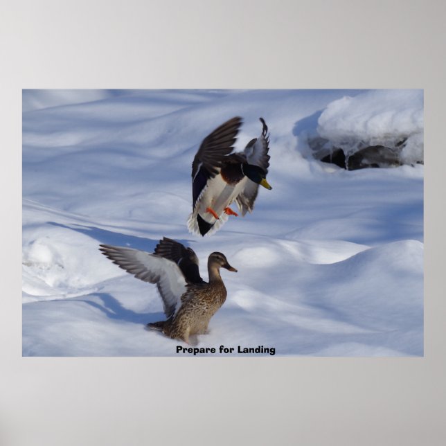 Mallard Duck Poster (Vorne)