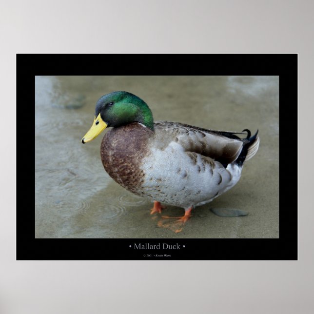 Mallard Duck Poster (Vorne)