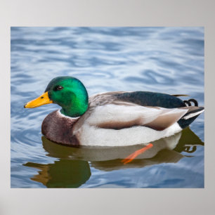 Mallard Duck Poster