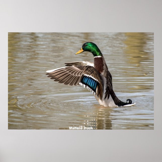 Mallard Duck Poster (Vorne)