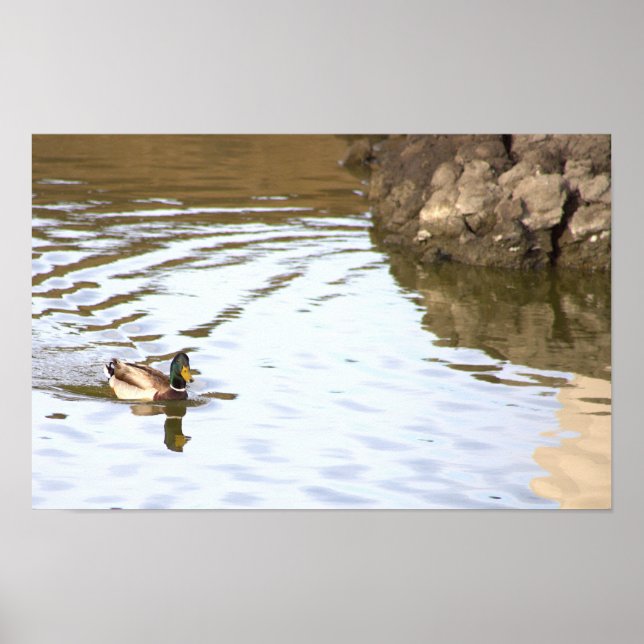 Mallard Duck Poster (Vorne)