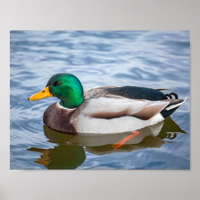 Mallard Duck Poster (Vorne)