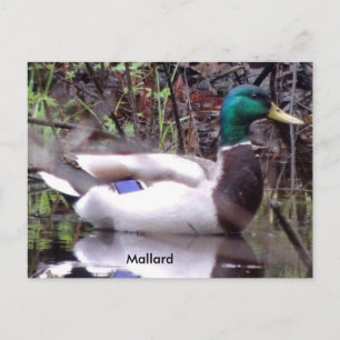 Mallard Duck Postkarte