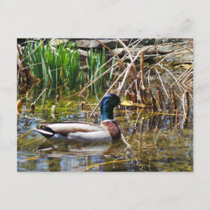 Mallard Duck Postkarte