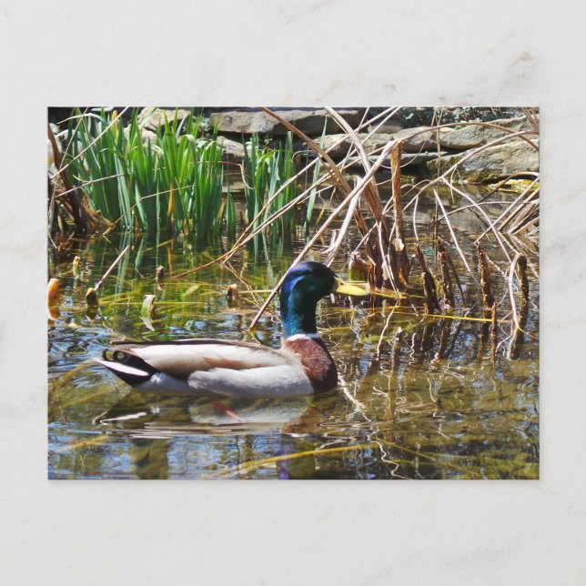 Mallard Duck Postkarte (Vorderseite)