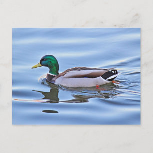 Mallard Duck Postkarte