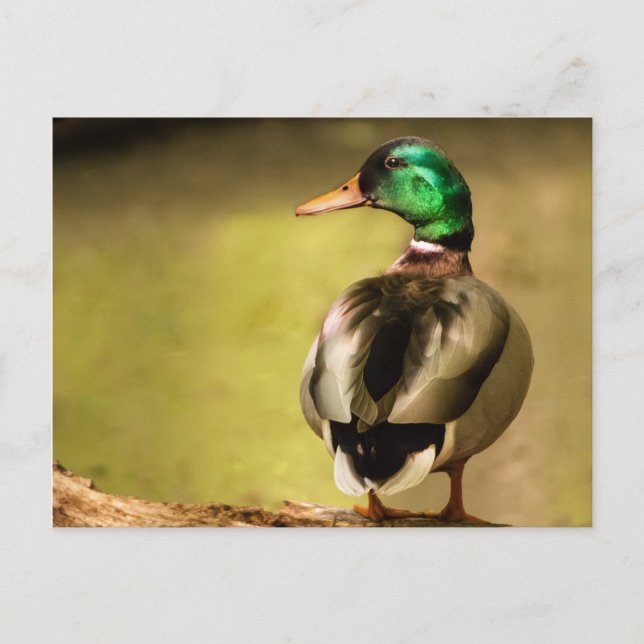 Mallard Duck Postkarte (Vorderseite)