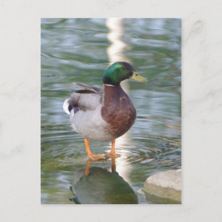 Mallard Duck Postkarte