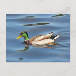Mallard Duck Postkarte