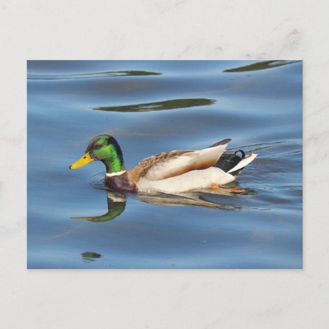 Mallard Duck Postkarte (Vorderseite)