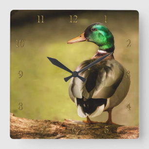 Mallard Duck Quadratische Wanduhr