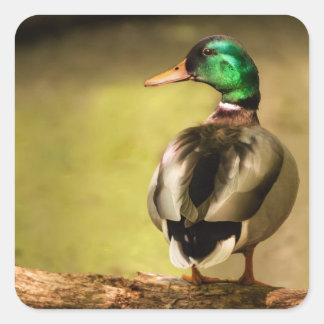 Mallard Duck Quadratischer Aufkleber