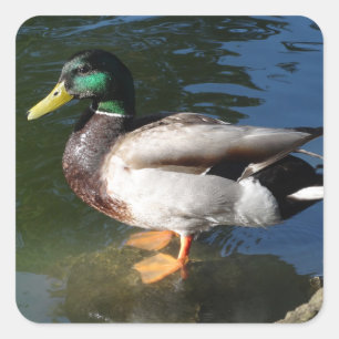 Mallard Duck Quadratischer Aufkleber