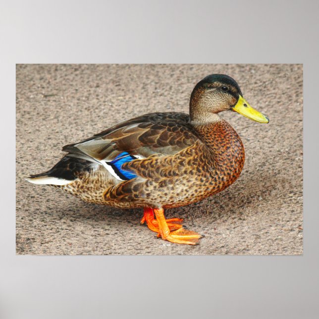 Mallard Duck. Roath Park Lake, Cardiff, Wales Poster (Vorne)